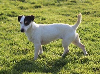 Étalon Jack Russell Terrier - Molly des Diamants Verts