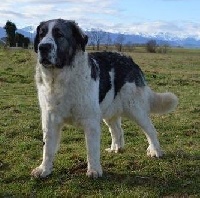 Étalon Mâtin des Pyrenees - CH. Noia du vanil des artses