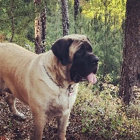 Étalon Mastiff - CH. Laska du Ranc de bannes