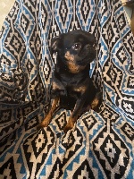 Étalon Petit Brabançon - Oney Des Terres Noires De Saint Cyr