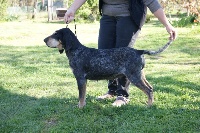 Étalon Petit bleu de Gascogne - Jora du pin noir de la goute