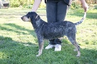 Étalon Petit bleu de Gascogne - Numy's matik Des Gorges De Ciara