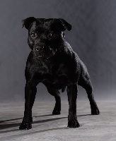 Étalon Staffordshire Bull Terrier - storm blackstaff Nayah