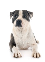 Étalon Staffordshire Bull Terrier - Paco (Sans Affixe)