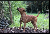 Étalon Staffordshire Bull Terrier - Oogie Boogie Nelson