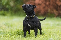 Étalon Staffordshire Bull Terrier - Neige Of The New Wolf