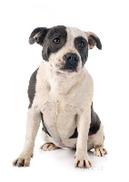 Étalon Staffordshire Bull Terrier - Prou (Sans Affixe)