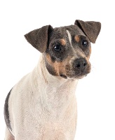 Étalon Terrier Bresilien - Bella do jardim imbui