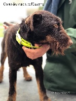 Étalon Terrier de chasse allemand - Ocmis Des Marais De L'Essonne