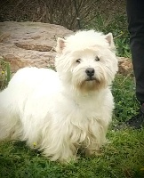 Étalon West Highland White Terrier - Naahla Du Clos Du Griffin