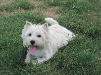 Étalon West Highland White Terrier - One more time d'Isarudy
