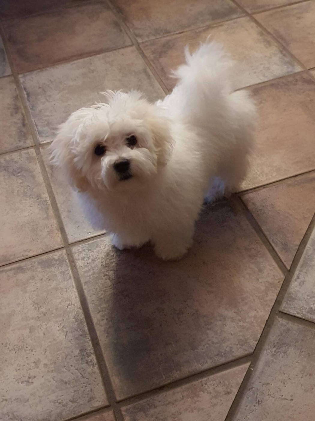 Publication : du Rosier Blanc Auteur : Elevage du Rosier Blanc