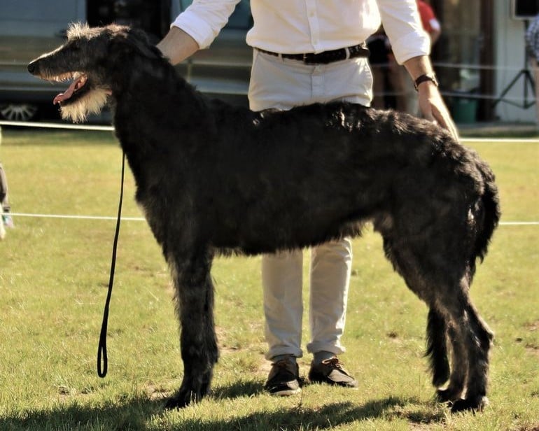 Publication : Antonius Vertragus Auteur : Antonius Vertragus - Deerhound