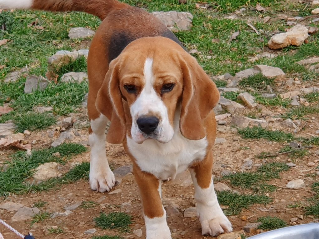 Publication : Lou Crystal Song 