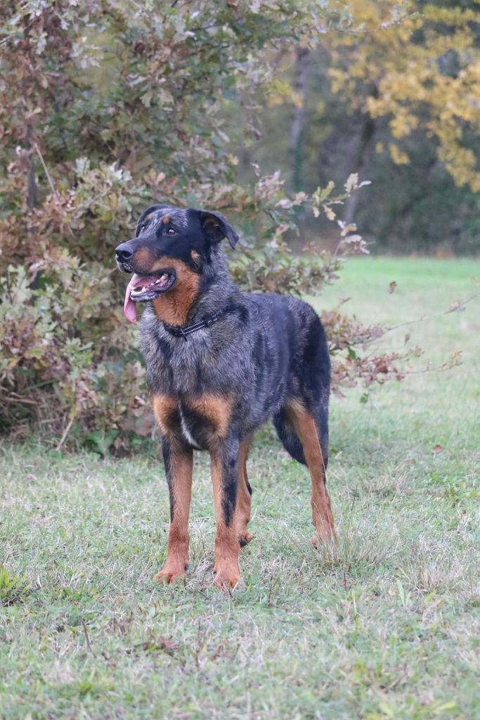 CH. Ops argentée Des Terres Deauson
