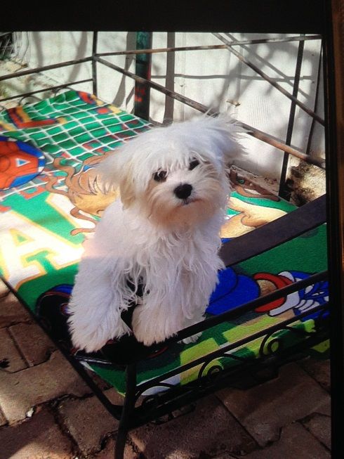 Publication : De la vallee des lutins bleus 