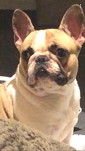 Publication : Le parfum des lavandes