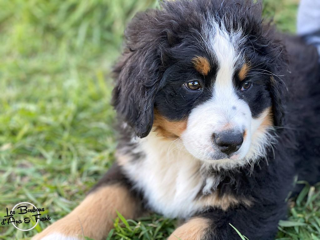 Publication : du royaume des reves Auteur : Du Domaine de Laquerie