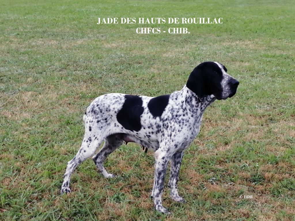 CH. Jade des hauts de rouillac