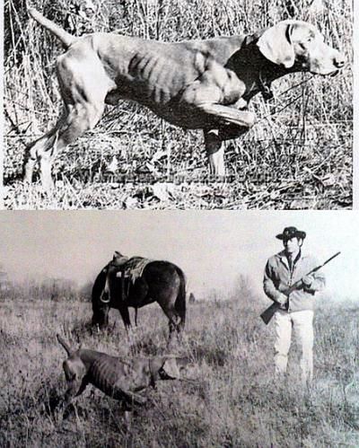 TR. CH. Unserhund von sieger