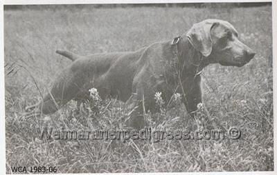 TR. CH. Lay back zach birtzel's