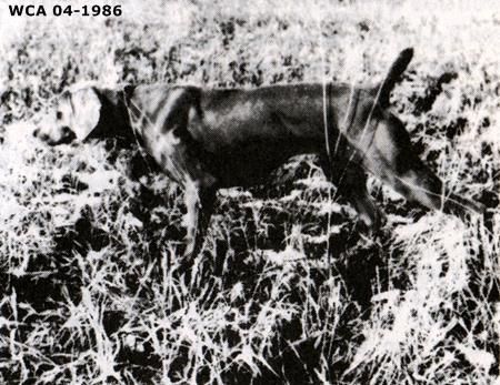 Lookaway dixie land birtzel's