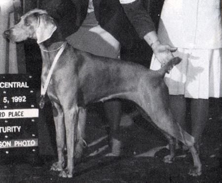 TR. CH. Chip woodspur's blue