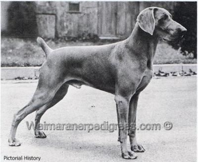 TR. CH. Barthaus dorilio shadowmar