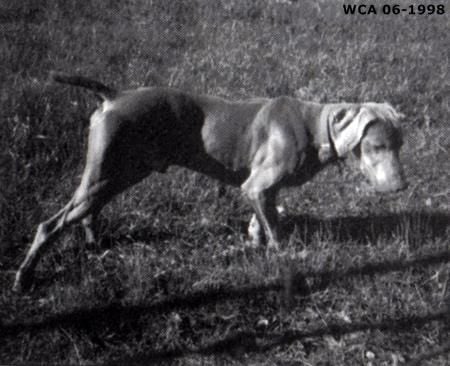 TR. CH. To the bone grey wynn bad