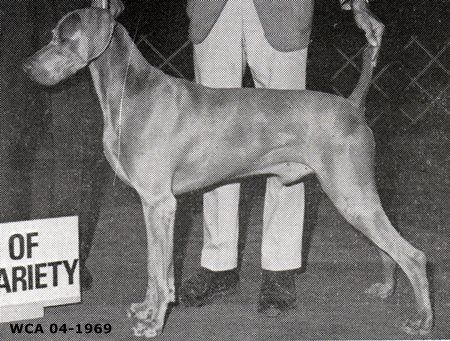 TR. CH. Dor doug's dauntless von