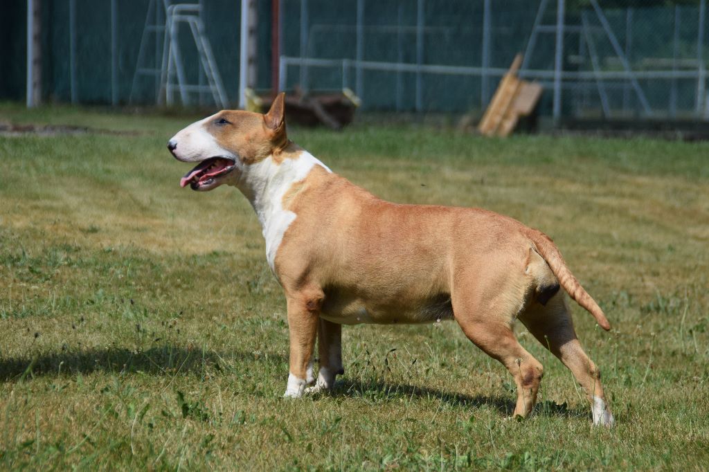 Publication : Thud and cuddles Auteur : THUD AND CUDDLES