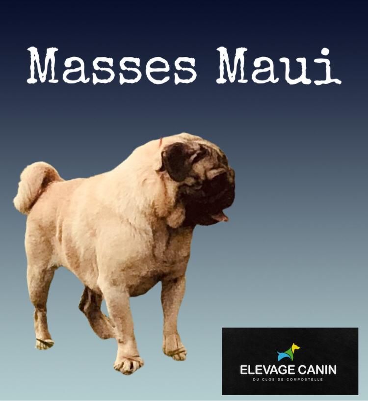 masses Maui