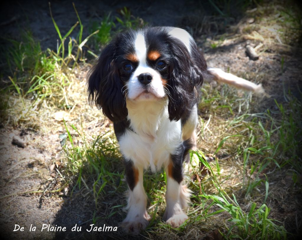 Publication : de la plaine du Jaelma