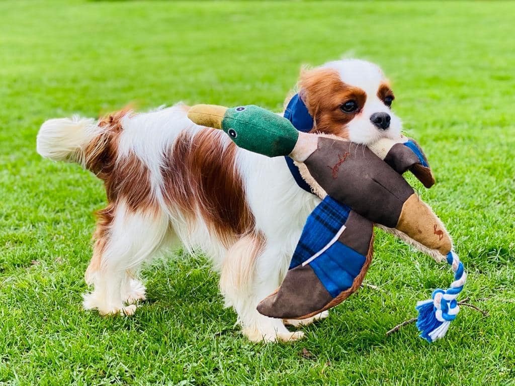 Publication : De Los Ursidos Kodiak 