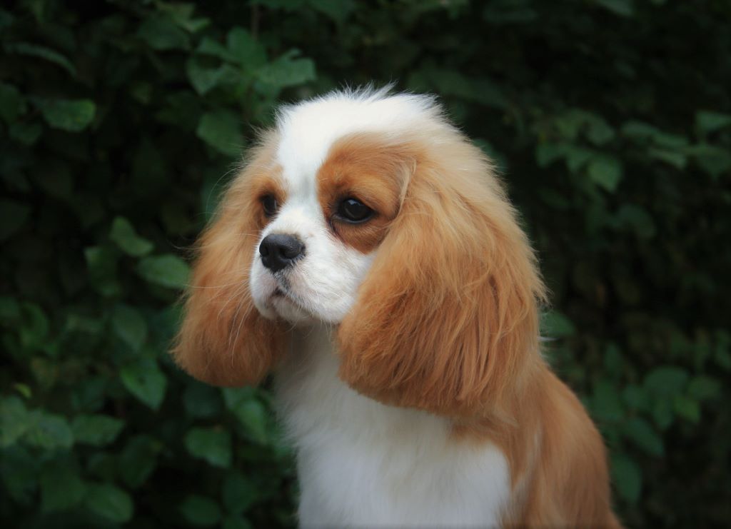 Publication : des cavaliers de Loveruva 