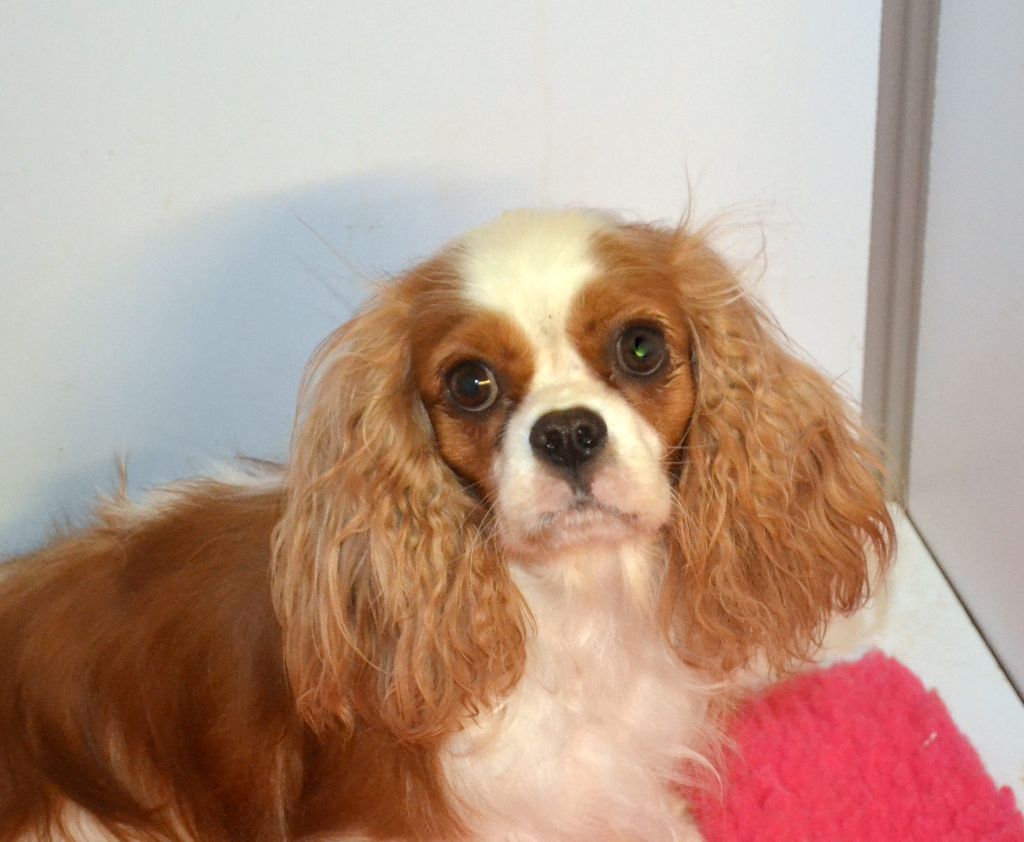 Publication : des jardins de montet Auteur : nd