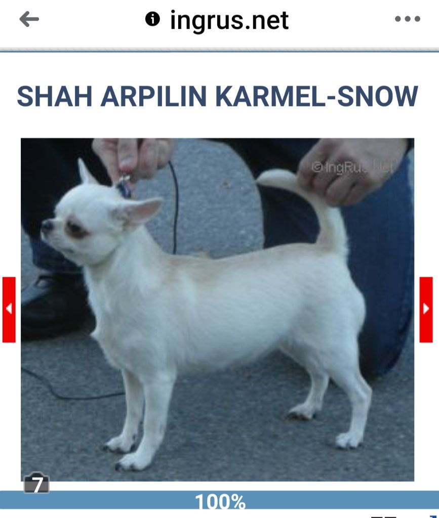 CH. shah arpilin Karmel snow