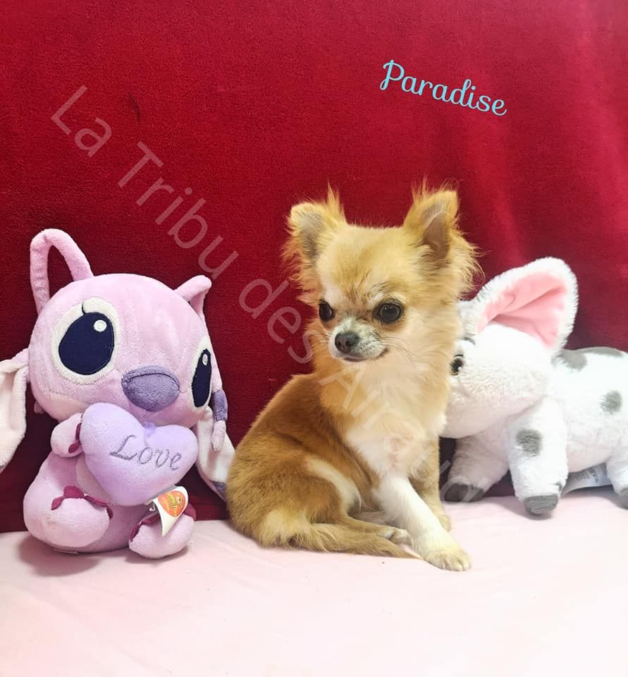 Publication : du Domaine des Airaudes