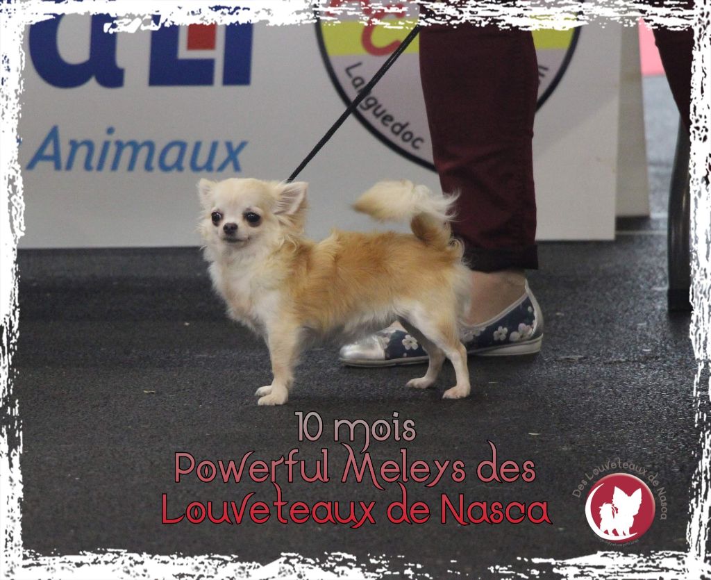 Publication : des Louveteaux De Nasca