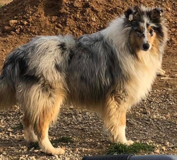 Publication : El Sueno De Una Vida Vm