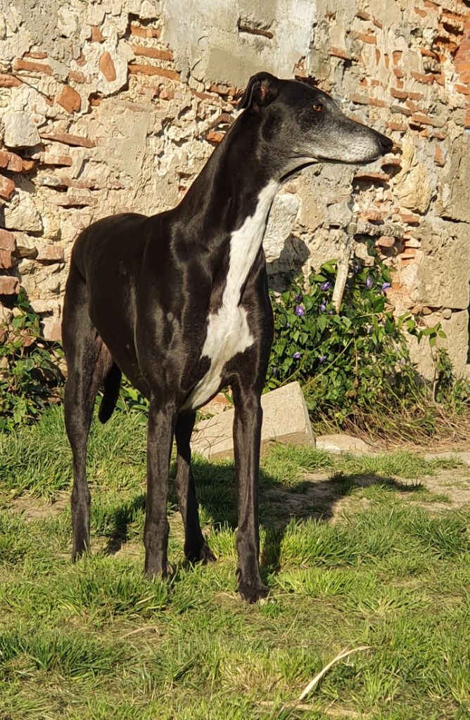 Melisse Des dames du lac