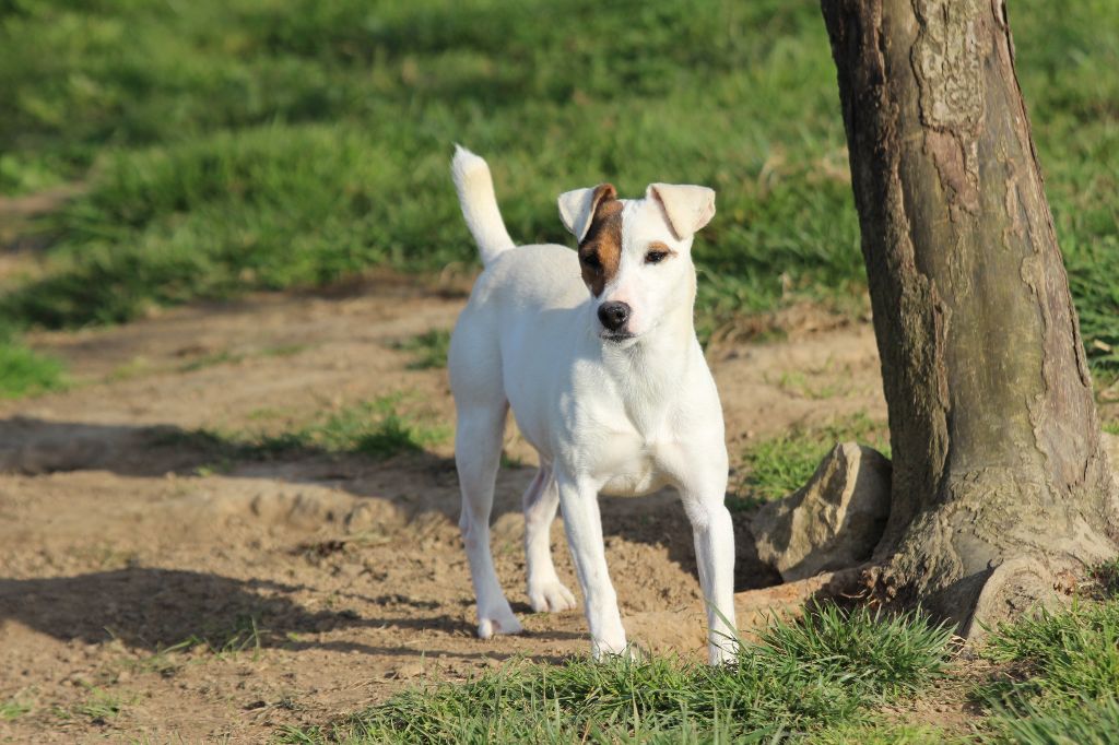 Publication : des Diamants Verts 