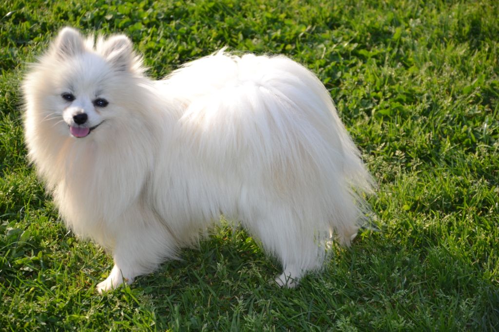 Publication : du Crystal Noir Auteur : RODRIGUEZ CHRISITNE