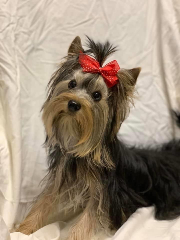 Publication : La Seigneurie Du Domaine D'Eole Auteur : Clos AVN