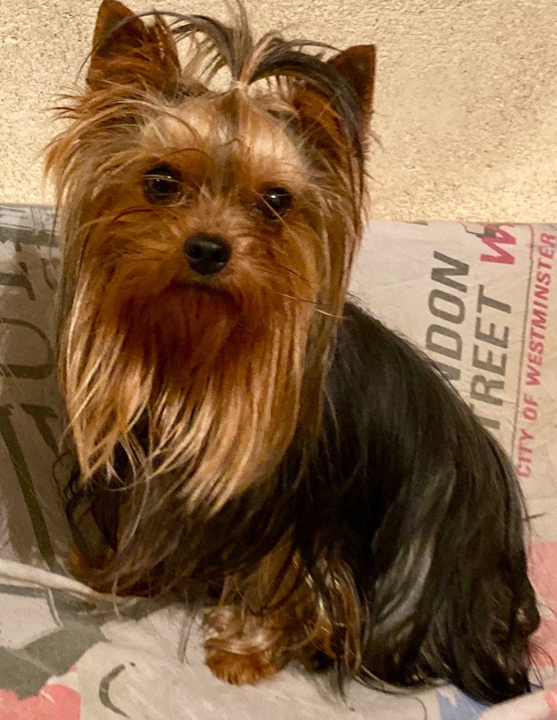 Publication : (Sans Affixe) Auteur : LES PRINCES DE WINDSOR