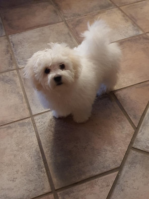 Étalon Bichon Frise - IZA du Rosier Blanc