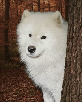 Étalon Samoyède - CH. Yeruslan voin iz chertoga belogo simurana