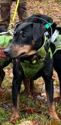 Étalon Terrier de chasse allemand - Nitro Des Marais De L'Essonne