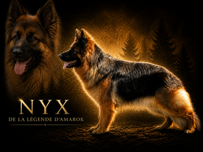 Étalon Berger Allemand Poil Long - CH. Nyx De La Légende D'Amarok