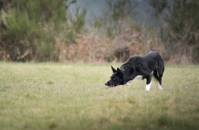 Étalon Border Collie - Explosive Impact Rey